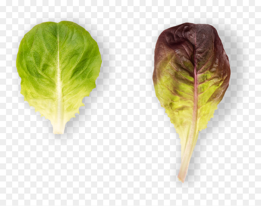 Chard, HD Png Download - lettuce leaf png