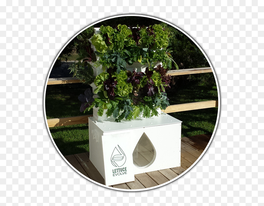 Flowerpot, HD Png Download - lettuce leaf png