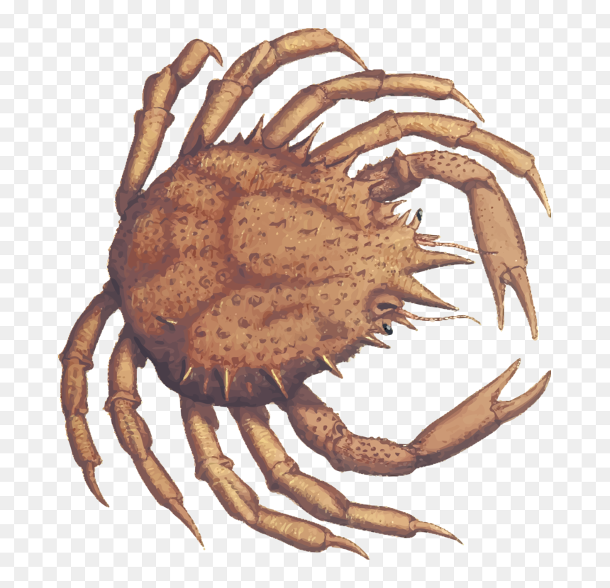 King Crab,decapoda,animal Source Foods - Fresh Crab, HD Png Download - crab claw png