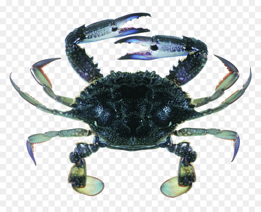 Blue Swimmer Crab, HD Png Download - crab claw png