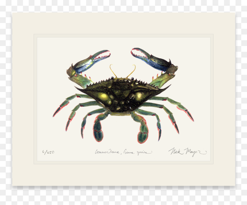 Blue Crab, Claws In - Dungeness Crab, HD Png Download - crab claw png