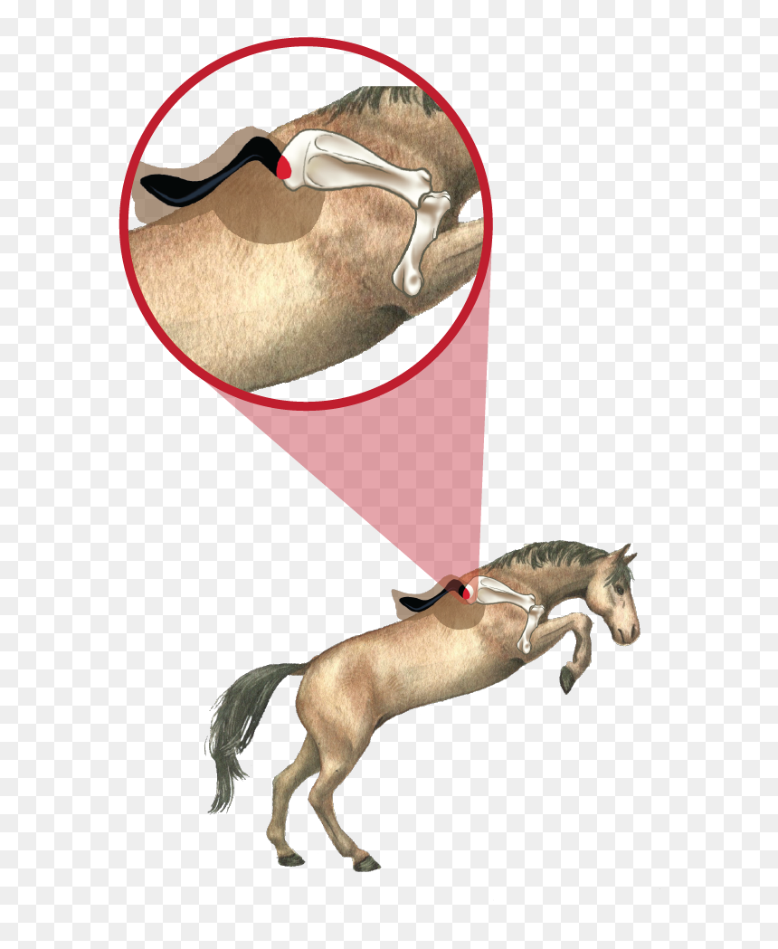 Comparison 01 01 - Illustration, HD Png Download - horse saddle png