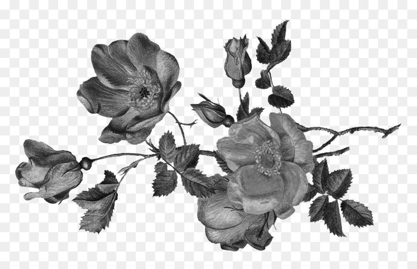 Garden Roses, HD Png Download - white rose bush png