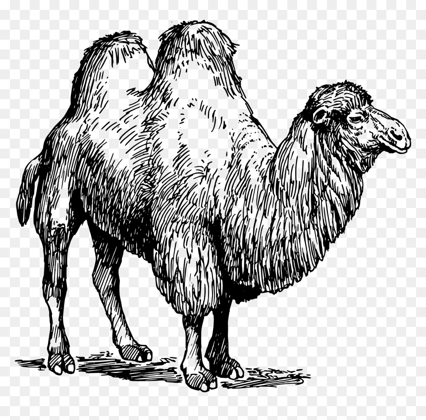 Types Of Animal Fibres, HD Png Download - camel clipart png