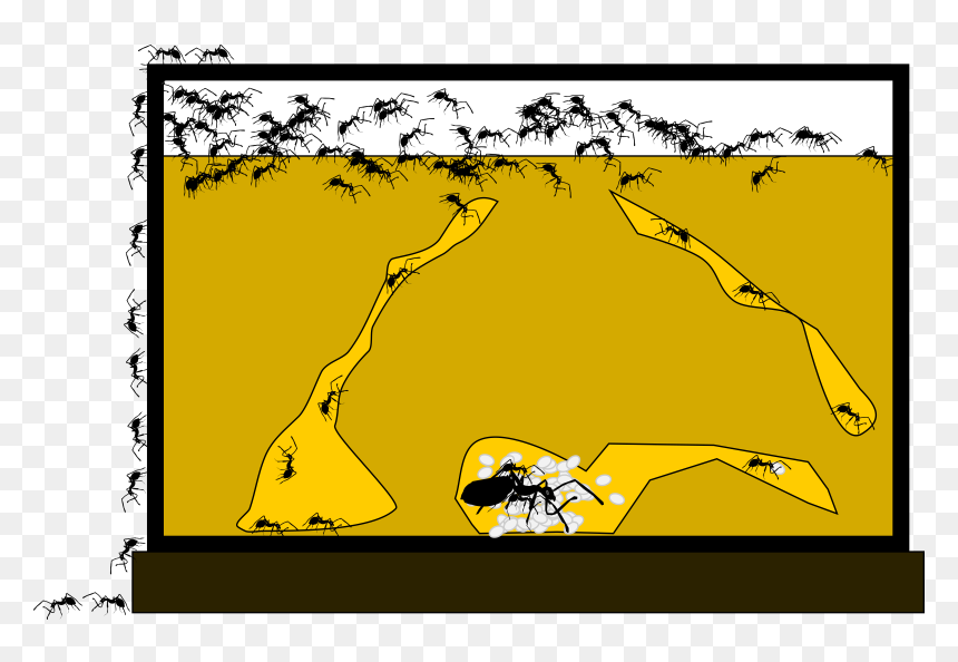 Transparent Ant Clip Art - Clip Art Ant Farm, HD Png Download - ant clipart png