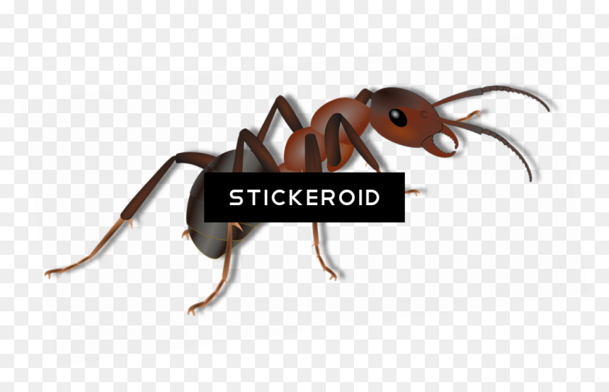 Ant Ants Clipart , Png Download - Ant, Transparent Png - ant clipart png