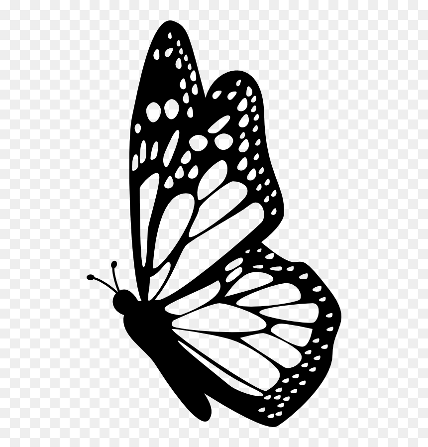 Interesting Facts About Butterflies - Butterfly Black And White Png, Transparent Png - butterfly clipart png black and white