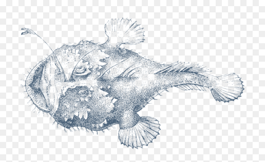 Png Free Anglerfish Drawing - Anglerfish, Transparent Png - angler fish png