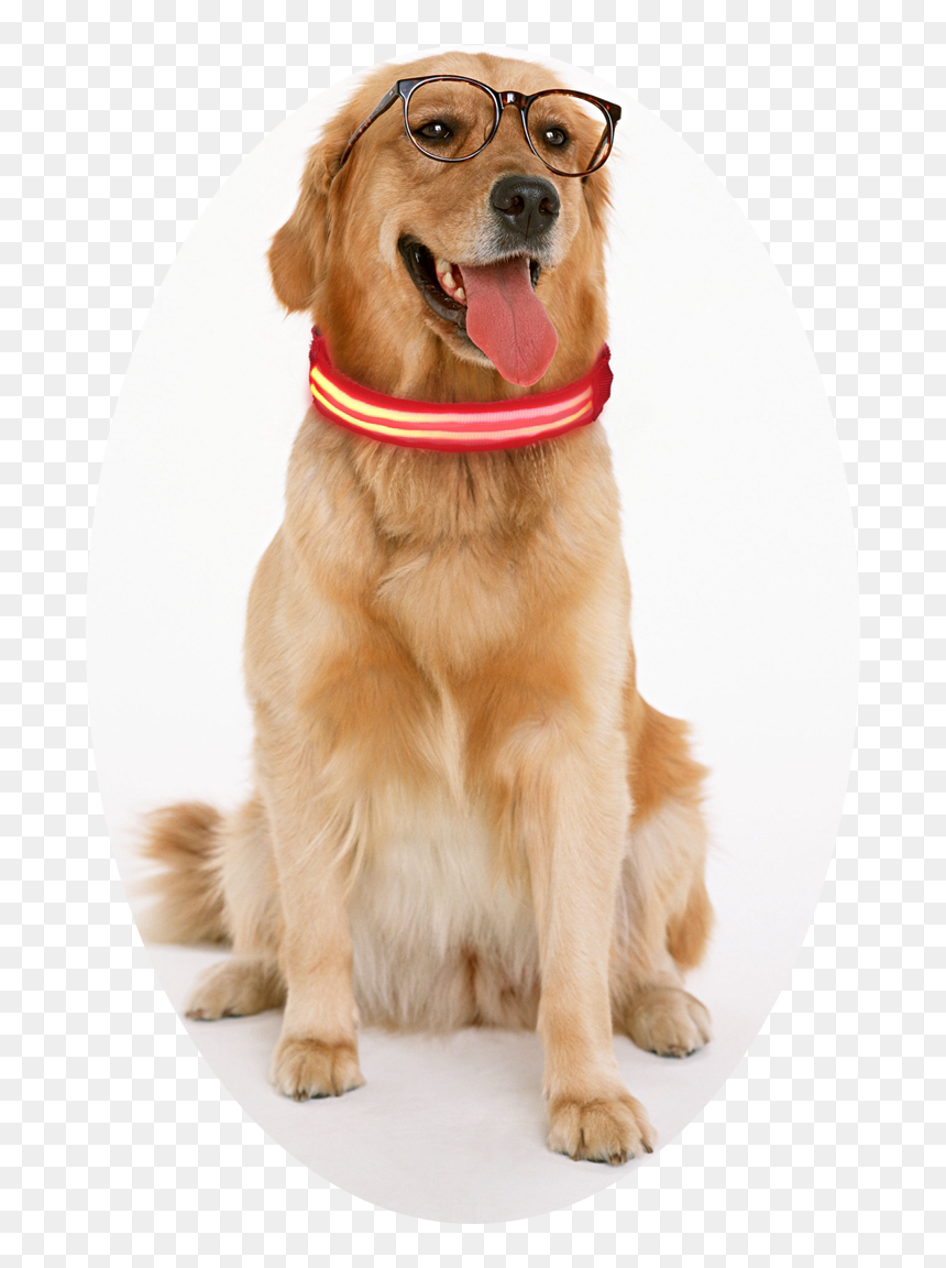 Illuminated Usb Charging Cable Led Dog Collar & Leash - Plastic Bone Toy For Dogs, HD Png Download - pet collar png