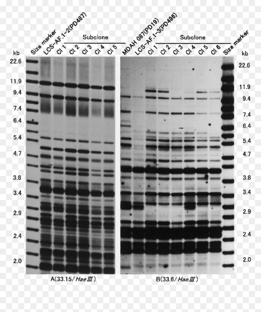 Dna Fingerprint Cell Line, HD Png Download - immortal png