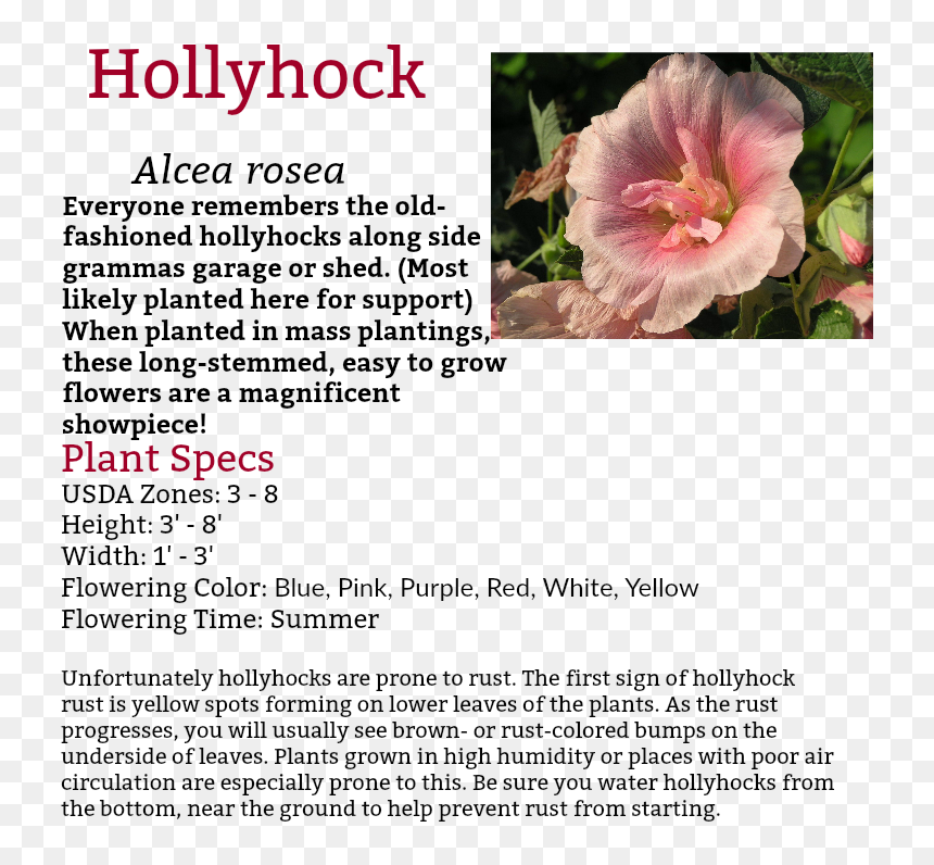Chinese Hibiscus, HD Png Download - rust spots png