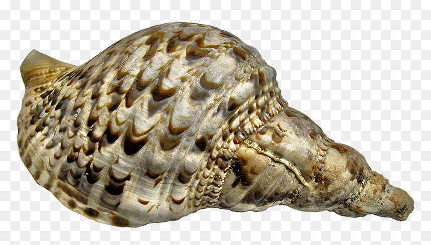 Sea Snail, HD Png Download - caracol png