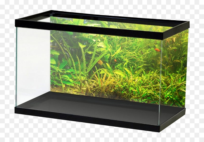 Fresh Greenplants, HD Png Download - underwater plants png