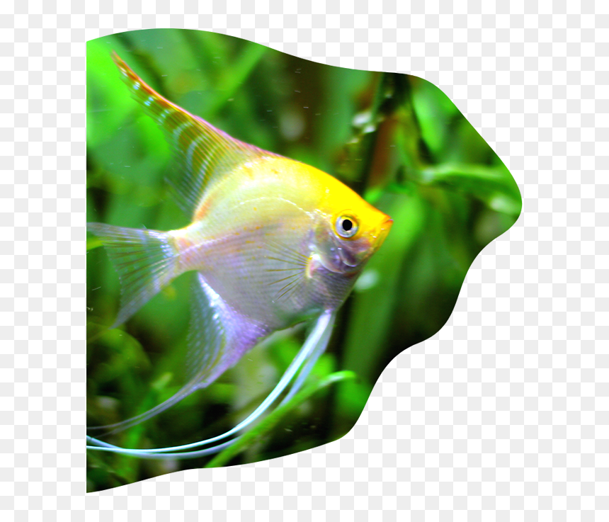 Coral Reef Fish, HD Png Download - underwater plants png