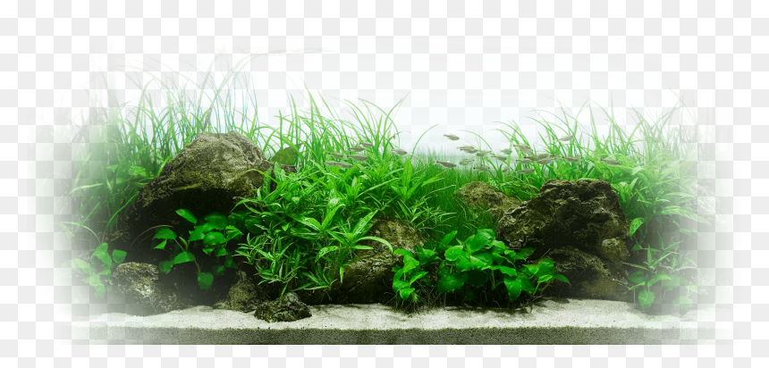 Aquarium Green, HD Png Download - underwater plants png