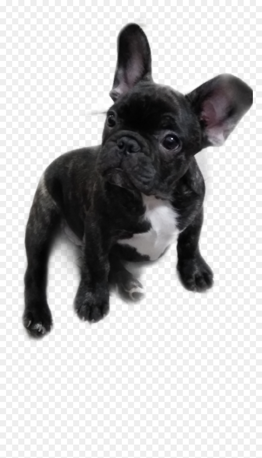 #pumba - French Bulldog, HD Png Download - pumba png