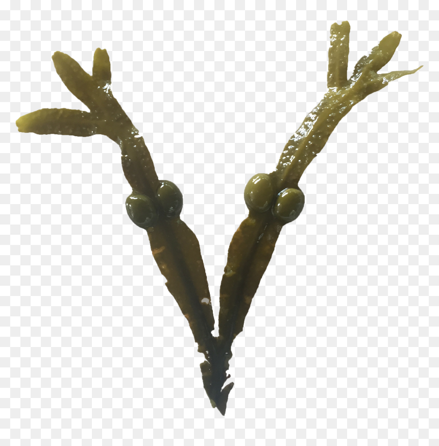 Tree, HD Png Download - sea weed png