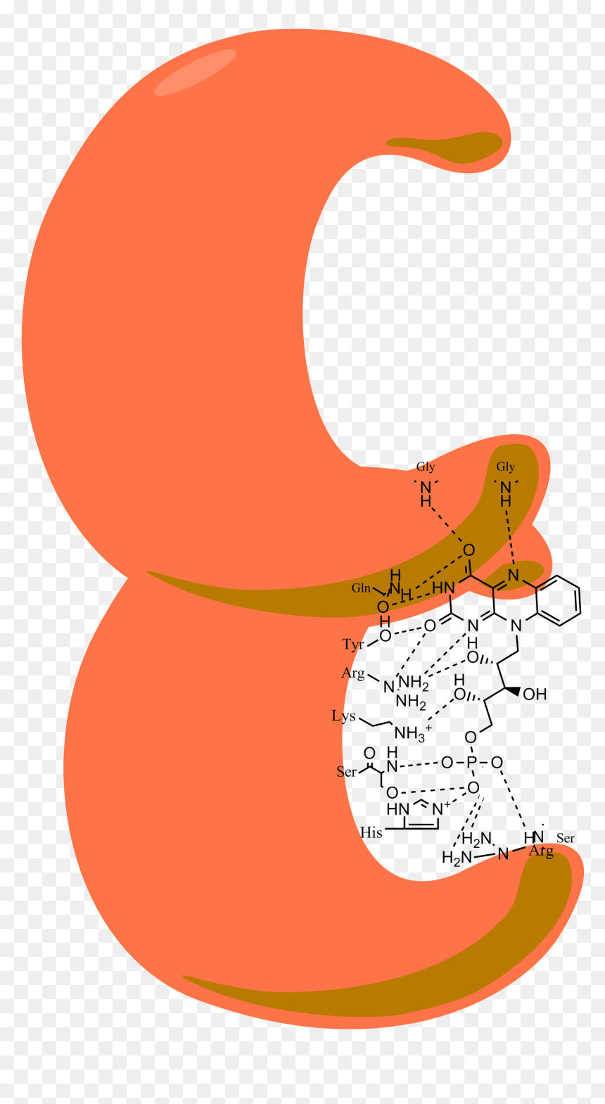 Enzyme With Fmn - Illustration, HD Png Download - enzyme png
