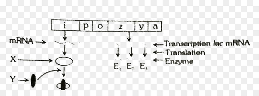 Handwriting, HD Png Download - enzyme png