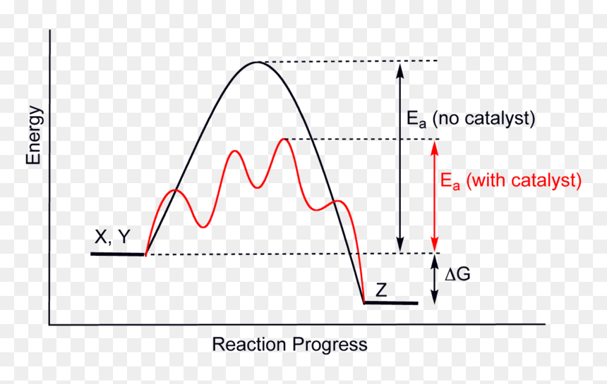 Difference Between Catalyst And Enzyme Figure - Catalyst Chemistry, HD Png Download - enzyme png