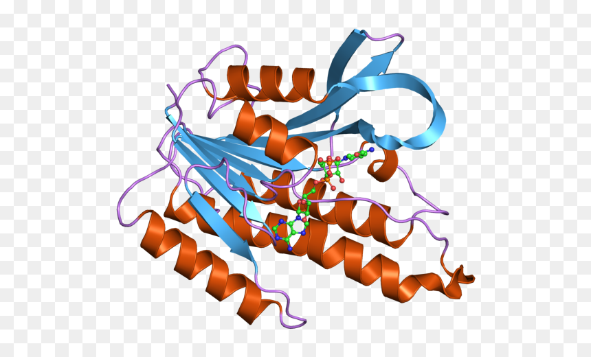 Short Chain Dehydrogenases Reductases Family Sdr, HD Png Download - enzyme png