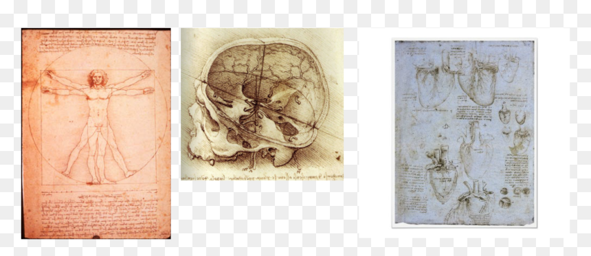 Picture - Leonardo Da Vinci, HD Png Download - leonardo da vinci png