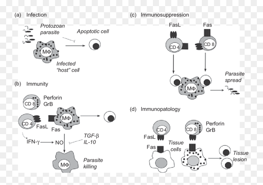 Protozoan Apoptosis, HD Png Download - parasite png