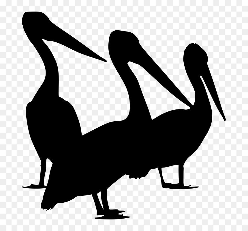 Pelican Png, Transparent Png - water silhouette png
