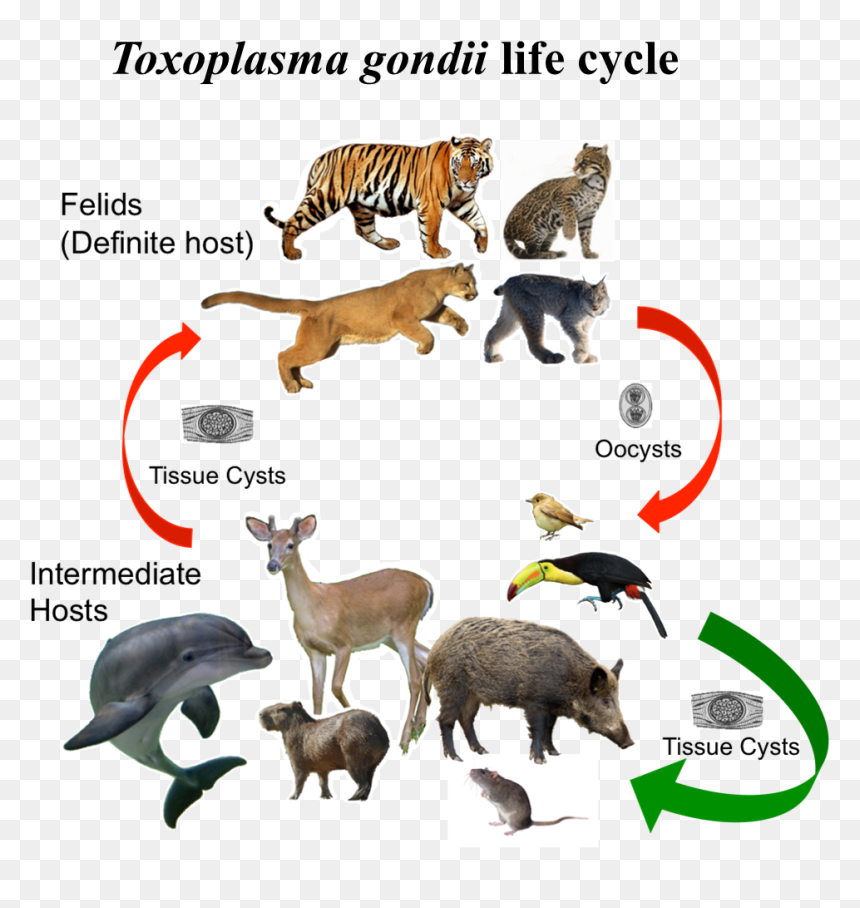 Toxoplasma Hosts, HD Png Download - parasite png