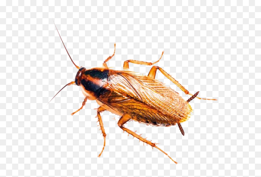 Roaches Png Image Background - Dubai Cockroach, Transparent Png - parasite png