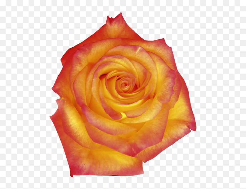 Floribunda, HD Png Download - orange rose png