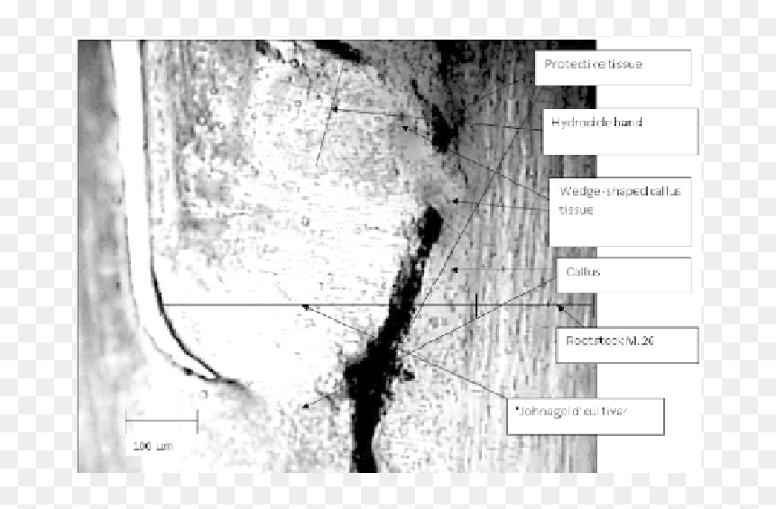 Screenshot, HD Png Download - tree section png