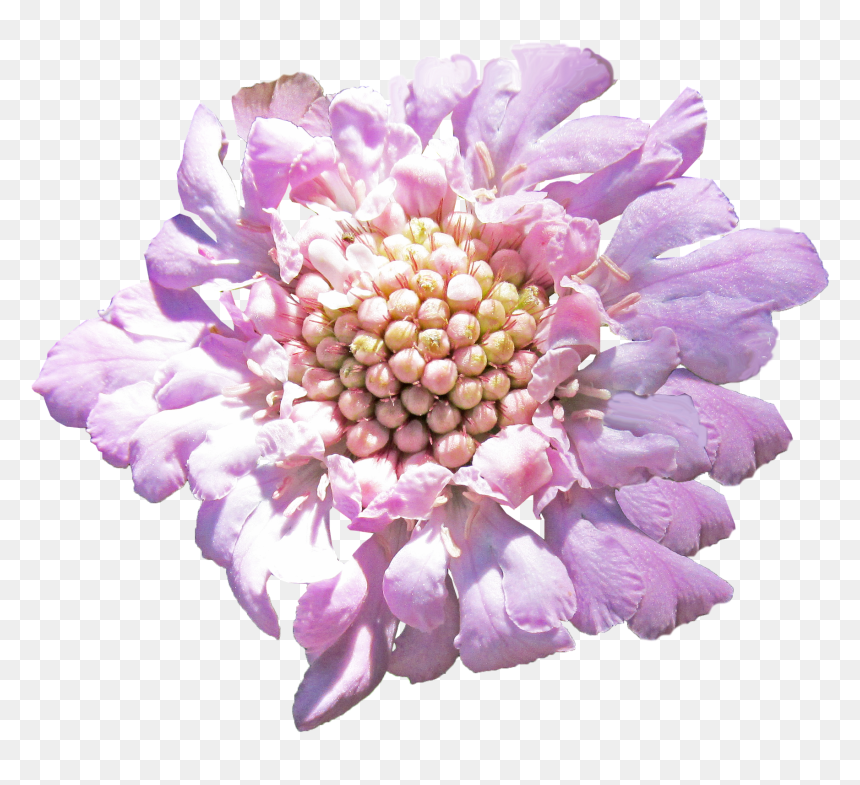 Pincushion Flower, HD Png Download - png cutout