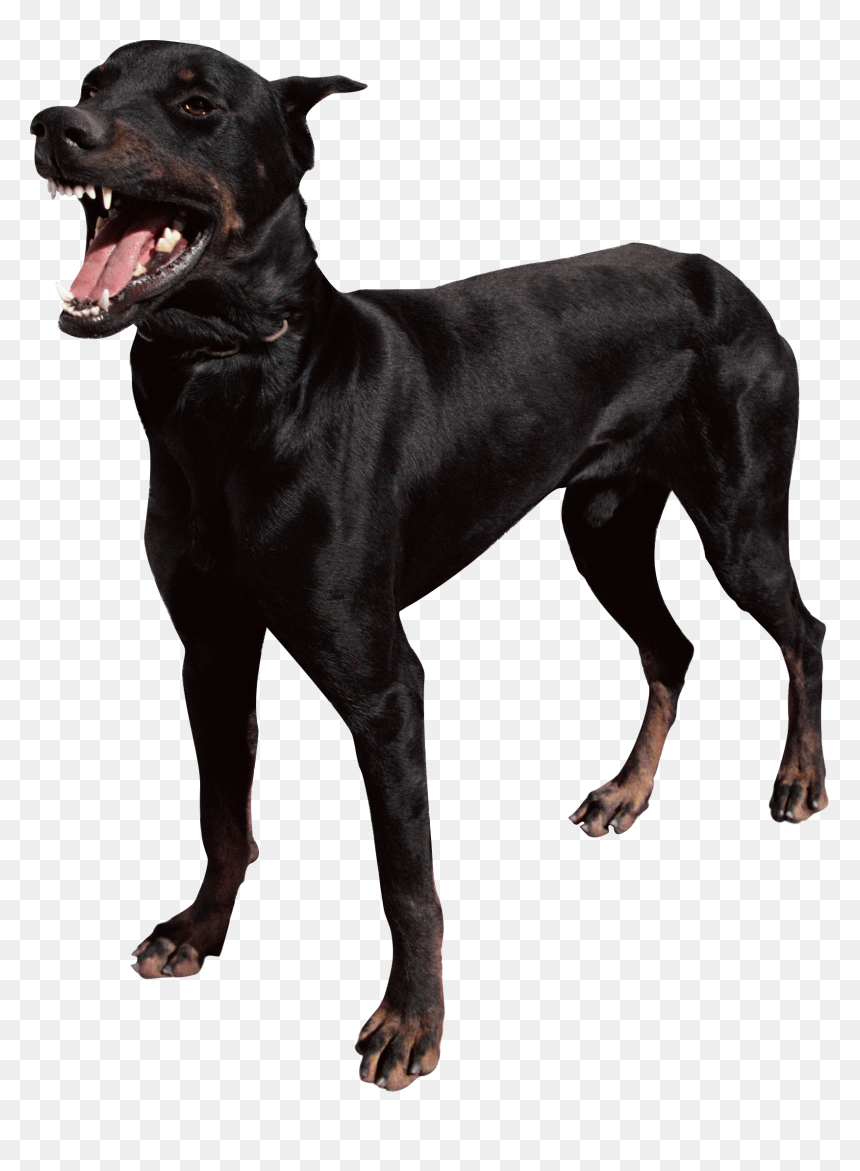 Beware Of Dog Sign Doberman, Transparent Png , Png - Transparent Guard Dog Png, Png Download - beware png