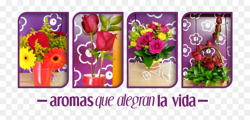 Image01 - Hybrid Tea Rose, HD Png Download - flor de la vida png