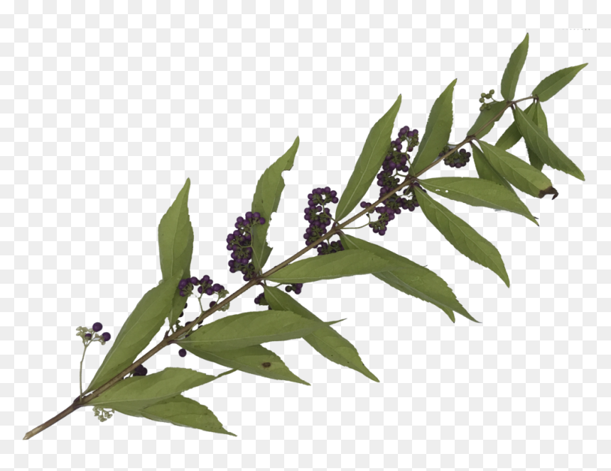 Leaves-2 - Twig, HD Png Download - png plants for photoshop
