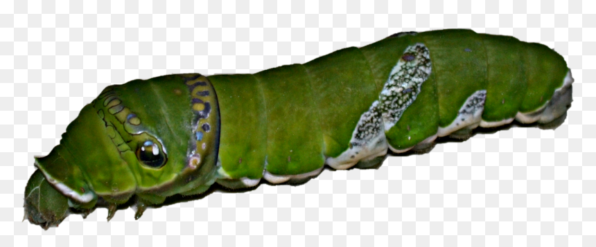Larva Of Spicebush Swallowtail - Larva Of Swallowtail, HD Png Download - larva png