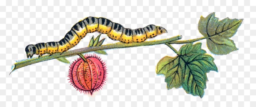Download-caterpillar, HD Png Download - larva png