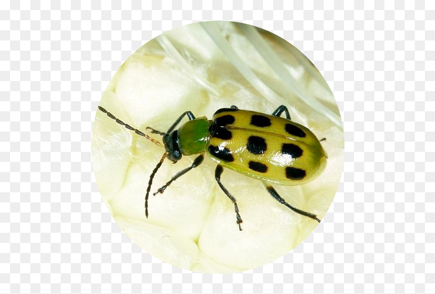 Cucumber Beetles It"s Larva, Corn Rootworms, Are Costly - Leaf Beetle, HD Png Download - larva png