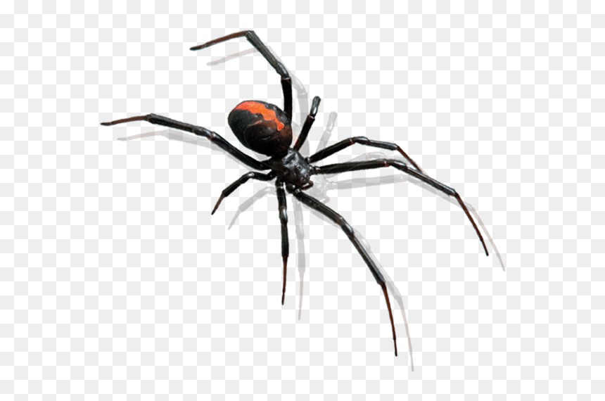 Spider Pest Control Bunbury - Black Widow Spider Transparent, HD Png Download - pest png