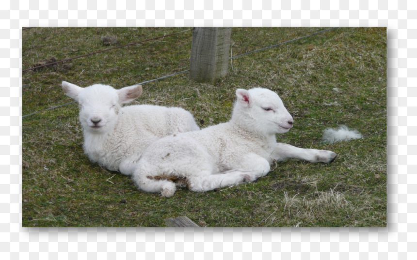 Pregnant Women Should Especially Avoid Close Contact - Sheep, HD Png Download - pregnant women png