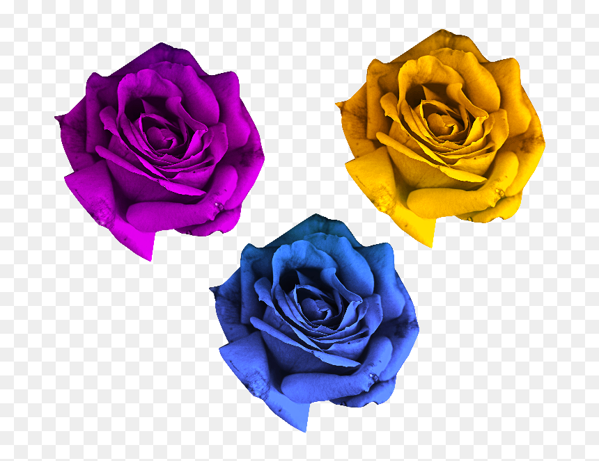 Png Roses Flowers, Transparent Png - rose png