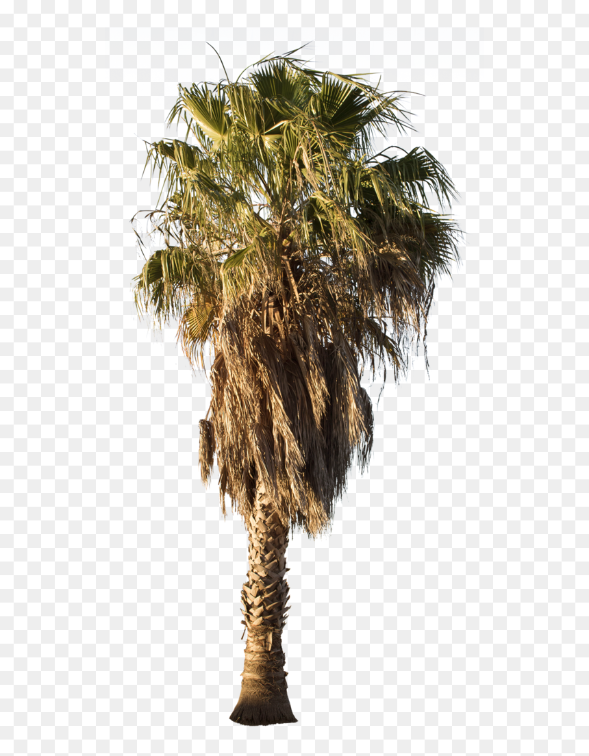 Mexican Fan Palm Png, Transparent Png - palm tree png