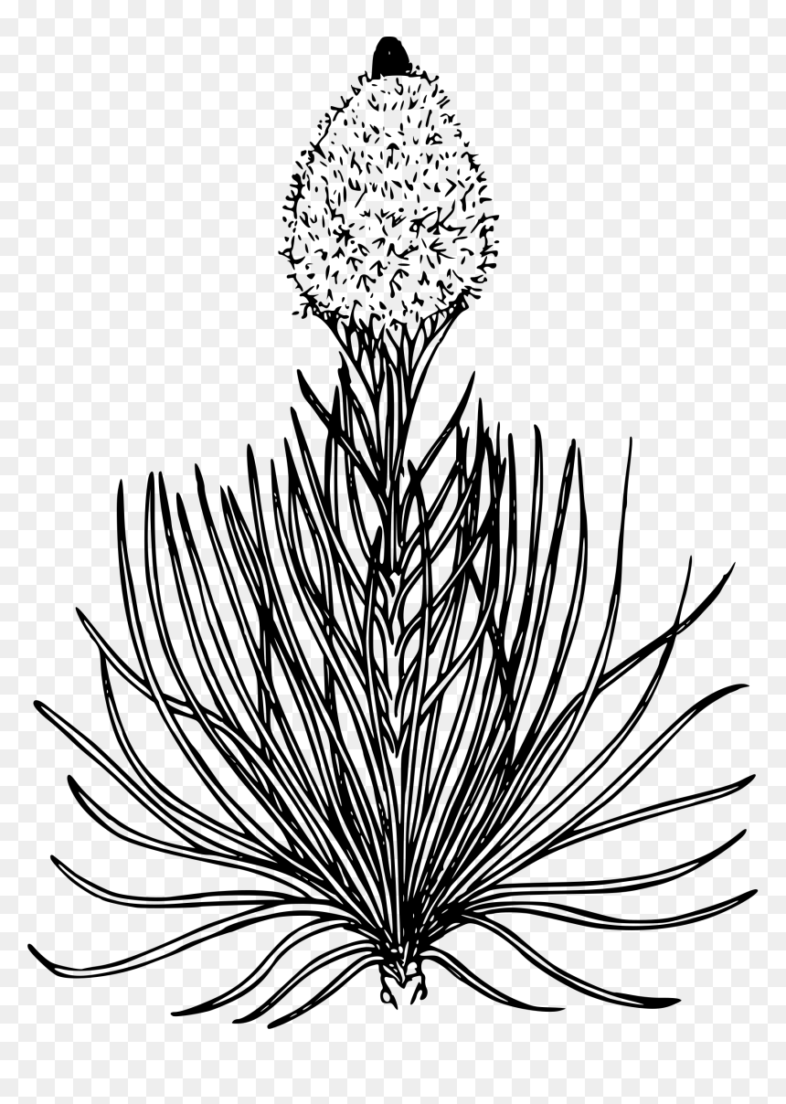 Bear Grass Flower Drawing, HD Png Download - grass png