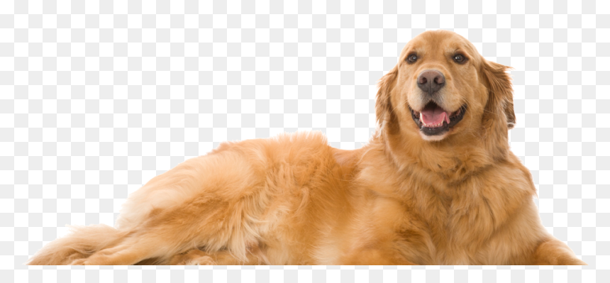Perro En Ingles Y Español, HD Png Download - dog png