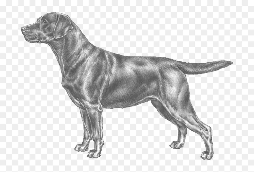 Standard Labrador Enci, HD Png Download - dog png