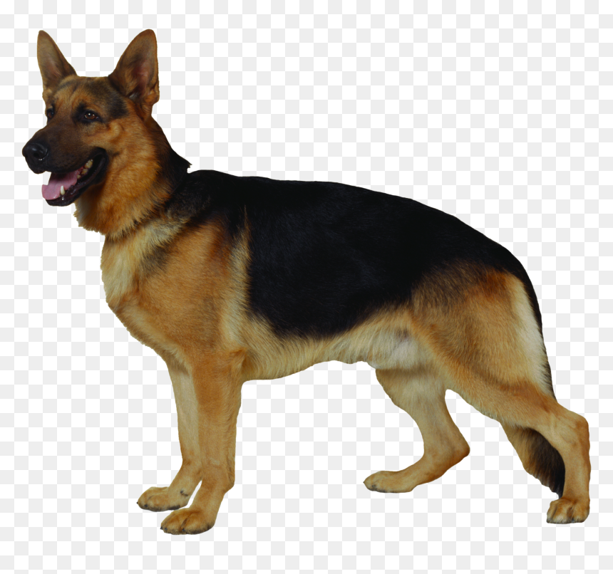 Dog Png, Transparent Png - dog png