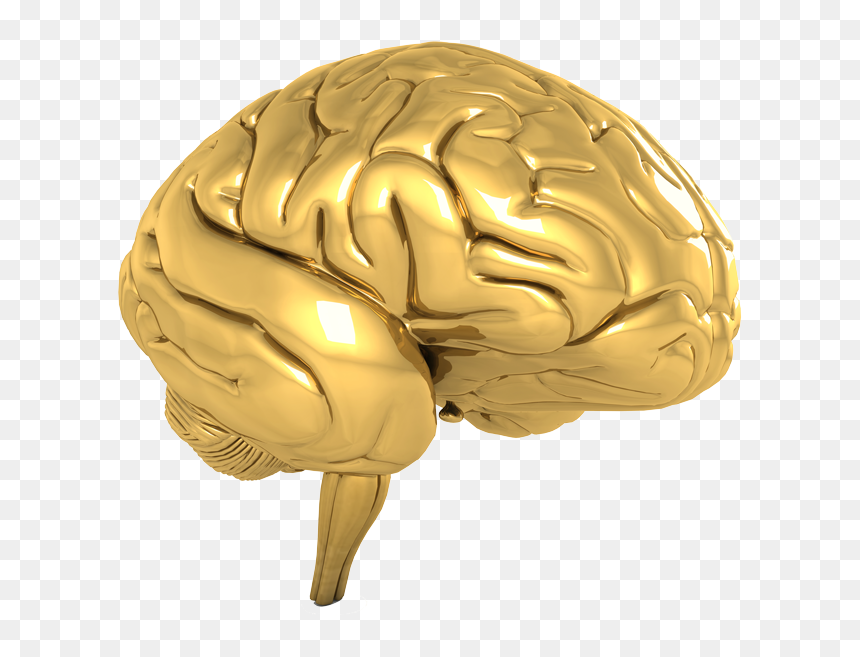 Brain Gold Png, Transparent Png - brain png