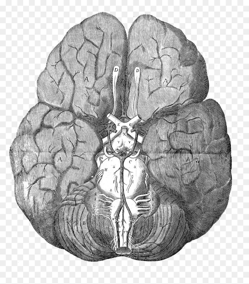 Thomas Willis Brain, HD Png Download - brain png