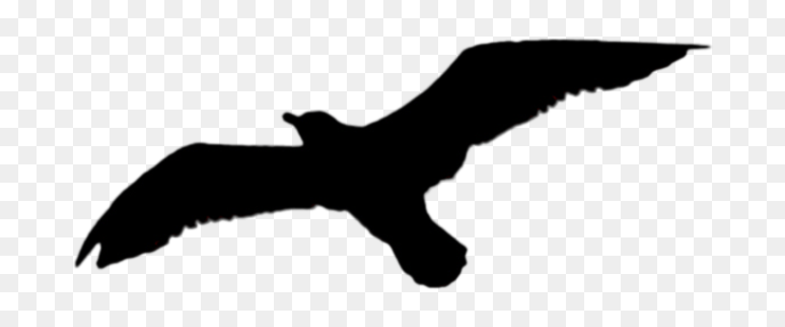 Buzzard, HD Png Download - bird png
